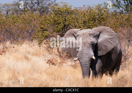 L'éléphant africain (Loxodonta africana), Etosha National Park, Namibie, Afrique Banque D'Images