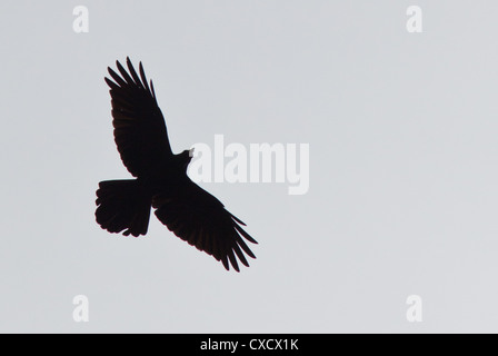 Silhouette d'un Grand Corbeau Corvus corax, vol, Népal Banque D'Images