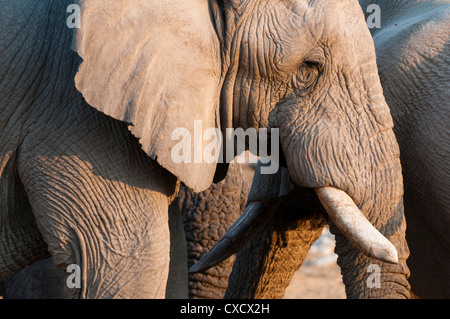 L'éléphant africain (Loxodonta africana), Etosha National Park, Namibie, Afrique Banque D'Images