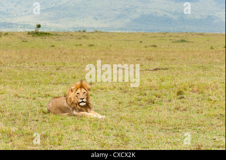 Lion (Panthera leo), Masai Mara, Kenya, Afrique de l'Est, l'Afrique Banque D'Images