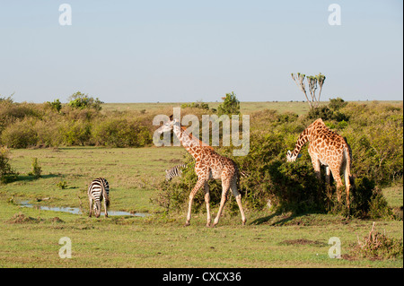 Girafe (Giraffa camelopardalis) et common zebra (Equus quagga), Masai Mara, Kenya, Afrique de l'Est, l'Afrique Banque D'Images