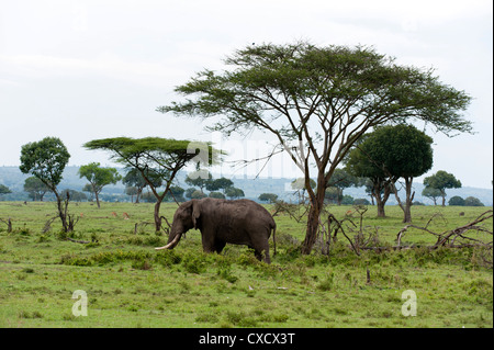 L'éléphant africain (Loxodonta africana), Masai Mara, Kenya, Afrique de l'Est, l'Afrique Banque D'Images