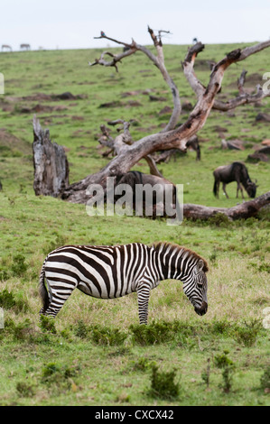 La moule commune (Equus quagga), Masai Mara, Kenya, Afrique de l'Est, l'Afrique Banque D'Images