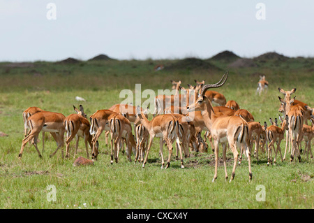 Impala (Aepyceros melampus), Masai Mara, Kenya, Afrique de l'Est, l'Afrique Banque D'Images