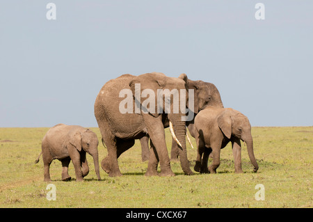 L'éléphant africain (Loxodonta africana), Masai Mara, Kenya, Afrique de l'Est, l'Afrique Banque D'Images