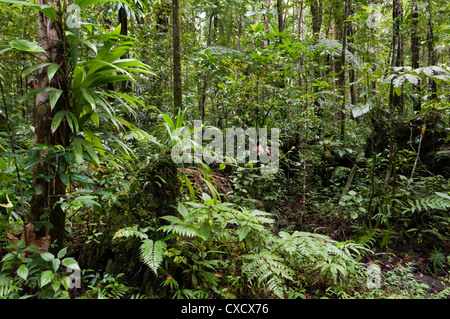 Parc national du Morne Trois Pitons, site classé au Patrimoine Mondial de l'UNESCO, Dominique, Antilles, Caraïbes, Amérique Centrale Banque D'Images