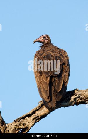 Hooded vulture (Necrosyrtes monachus), Kruger National Park, Afrique du Sud, l'Afrique Banque D'Images