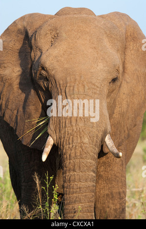 L'éléphant africain (Loxodonta africana), Kruger National Park, Afrique du Sud, l'Afrique Banque D'Images