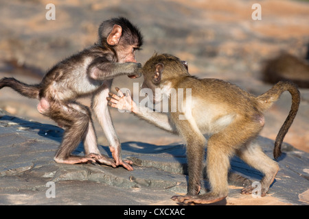 Des babouins chacma bébé (Papio cynocephalus ursinus), playfighting, Kruger National Park, Afrique du Sud, l'Afrique Banque D'Images