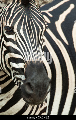 Burchell (plaines) zèbre (Equus burchelli), Mhkuze Game Reserve, KwaZulu Natal, Afrique du Sud, l'Afrique Banque D'Images
