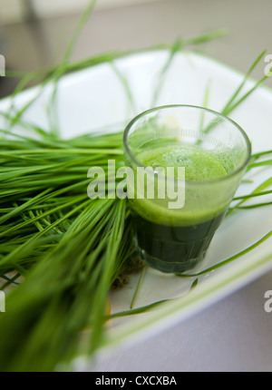 Herbe de blé germées et verre de Wheatgrass Banque D'Images