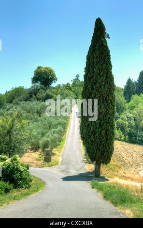 Grand Cypress à côté d'une route en montée Banque D'Images