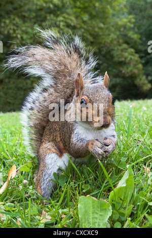 L'écureuil gris (Sciurus carolinensis), dans la région de city park, parc de Brandon, Bristol, Angleterre, Royaume-Uni, Europe Banque D'Images