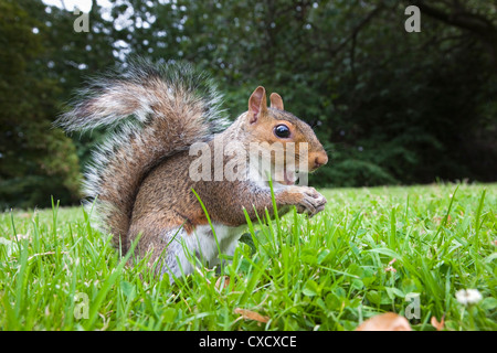 L'écureuil gris (Sciurus carolinensis), dans la région de city park, parc de Brandon, Bristol, Angleterre, Royaume-Uni, Europe Banque D'Images