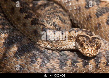 Vipère (Vipera berus) en gros plan, avant de faire la peau, Parc National de Northumberland, Angleterre, Royaume-Uni, Europe Banque D'Images