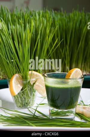 Herbe de blé germées et verre de Wheatgrass Banque D'Images