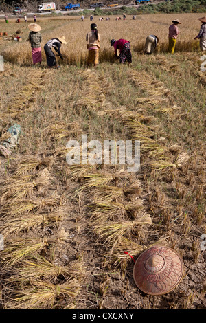 Le Myanmar, Birmanie, près de Kalaw. La récolte du riz birman à la main. Banque D'Images