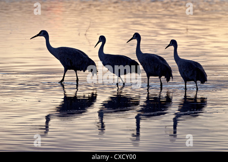 Ligne de quatre grues du Canada dans un étang en silhouette au coucher du soleil, Bosque del Apache National Wildlife Refuge, Nouveau Mexique Banque D'Images