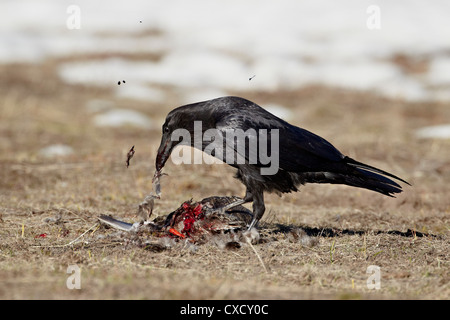 Grand corbeau (Corvus corax) se nourrissant d'un canard, le Parc National de Yellowstone, Wyoming, États-Unis d'Amérique, Amérique du Nord Banque D'Images