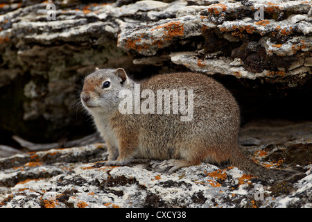 Uinta (Urocitellus armatus), Parc National de Yellowstone, Wyoming, États-Unis d'Amérique, Amérique du Nord Banque D'Images