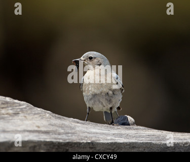 Le merlebleu azuré femelle (Sialia currucoides) avec une chenille, le Parc National de Yellowstone, Wyoming, United States of America Banque D'Images