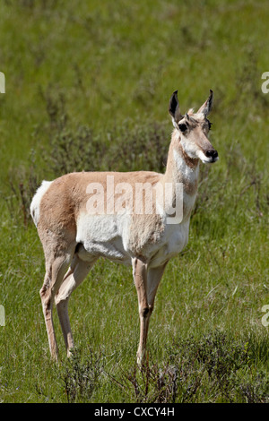 L'antilope femelle (Antilocapra americana), le Parc National de Yellowstone, Wyoming, États-Unis d'Amérique, Amérique du Nord Banque D'Images