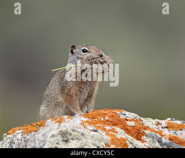 Uinta (Urocitellus armatus) avec le matériel du nid, le Parc National de Yellowstone, Wyoming, United States of America Banque D'Images