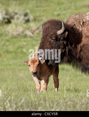 Bison (Bison bison) nettoyage vache son veau, le Parc National de Yellowstone, Wyoming, États-Unis d'Amérique, Amérique du Nord Banque D'Images