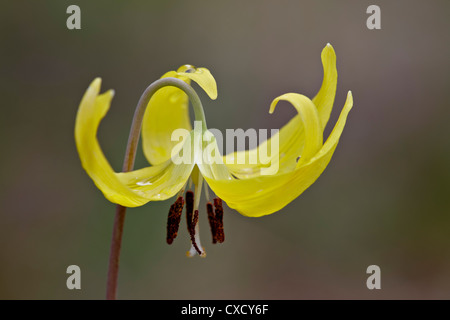 Lily Glacier (violet) dogtooth (Erythronium grandiflorum), Gallatin National Forest, Montana, États-Unis d'Amérique Banque D'Images