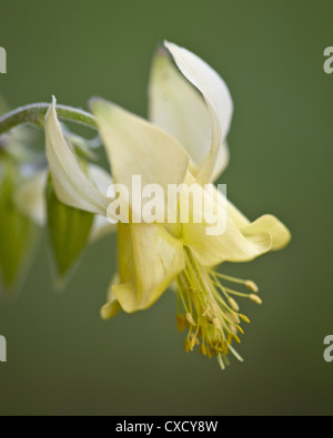 (Aquilegia ancolie jaune flavescens), Glacier National Park, Montana, États-Unis d'Amérique, Amérique du Nord Banque D'Images