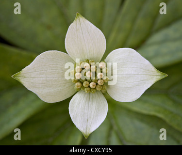 Cornouiller nain (quatre-temps) cornouiller (Cornus canadensis), le Glacier National Park, Montana, États-Unis d'Amérique, Amérique du Nord Banque D'Images