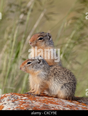 Deux jeunes Spermophile du Columbia (Citellus columbianus), Waterton Lakes National Park, Alberta, Canada, Amérique du Nord Banque D'Images