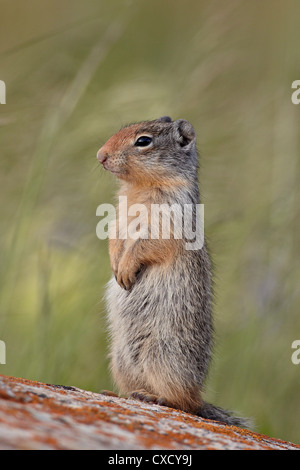 Les jeunes Spermophile du Columbia (Citellus columbianus), Waterton Lakes National Park, Alberta, Canada, Amérique du Nord Banque D'Images