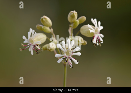 Vessie (Silene vulgaris), Waterton Lakes National Park, Alberta, Canada, Amérique du Nord Banque D'Images