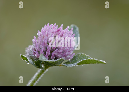 Le trèfle rouge (Trifolium pratense), le parc national des Lacs-Waterton, en Alberta, au Canada, en Amérique du Nord Banque D'Images