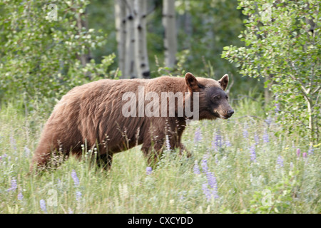 Ours noir cannelle (Ursus americanus) cub, Waterton Lakes National Park, Alberta, Canada, Amérique du Nord Banque D'Images