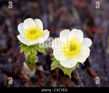 Western pasqueflower (Anemone occidentalis), le Glacier National Park, Montana, États-Unis d'Amérique, Amérique du Nord Banque D'Images