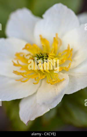 Western pasqueflower (Anemone occidentalis), le Glacier National Park, Montana, États-Unis d'Amérique, Amérique du Nord Banque D'Images