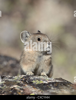 Pika américain (Ochotona princeps), forêt nationale de Shoshone, Wyoming, États-Unis d'Amérique, Amérique du Nord Banque D'Images