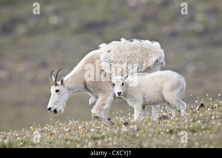 La chèvre de montagne (Oreamnos americanus) nounou et kid au printemps, forêt nationale de Shoshone, Wyoming, United States of America Banque D'Images