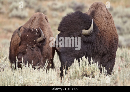Bison (Bison bison) bull et de la vache, le Parc National de Yellowstone, Wyoming, États-Unis d'Amérique, Amérique du Nord Banque D'Images