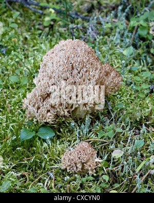 Le chou-fleur corail (Ramaria botrytis), le parc national Yoho, en Colombie-Britannique, au Canada, en Amérique du Nord Banque D'Images