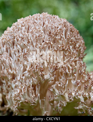 Le chou-fleur corail (Ramaria botrytis), le parc national Yoho, en Colombie-Britannique, au Canada, en Amérique du Nord Banque D'Images