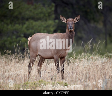 Le wapiti (Cervus canadensis) vache, Jasper National Park, Alberta, Canada, Amérique du Nord Banque D'Images