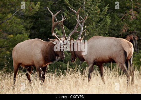 Deux bull le wapiti (Cervus canadensis) l'entraînement pendant le rut, Jasper National Park, Alberta, Canada, Amérique du Nord Banque D'Images