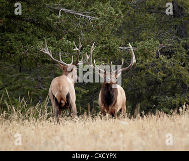 Deux bull le wapiti (Cervus canadensis) face à l'arrêt durant le rut, Jasper National Park, Alberta, Canada, Amérique du Nord Banque D'Images