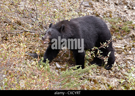 L'ours noir (Ursus americanus) de manger des baies, Jasper National Park, Alberta, Canada, Amérique du Nord Banque D'Images