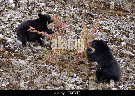 L'ours noir (Ursus americanus) de manger des petits fruits rouges, de groseille canadien Jasper National Park, Alberta, Canada, Amérique du Nord Banque D'Images