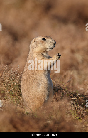 Chien de prairie Blacktail (Cynomys ludovicianus), Theodore Roosevelt National Park, North Dakota, United States of America Banque D'Images