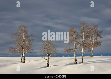 Trembles sur une colline couverte de neige, San Miguel County, Colorado, États-Unis d'Amérique, Amérique du Nord Banque D'Images